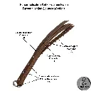 Slappers 20482048 (13).webp