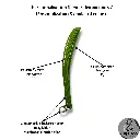 Slappers 20482048 (53).webp