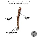 Slappers 20482048 (55).webp